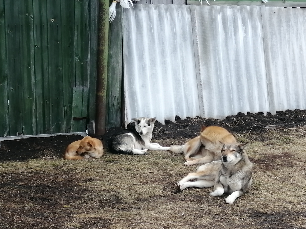 Местные ухажёры. Фото автора