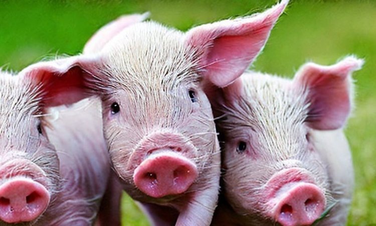    В борьбе со смертностью новорожденных поросят от эпизоотической диареи помогут многовидовые пробиотики для их матерей