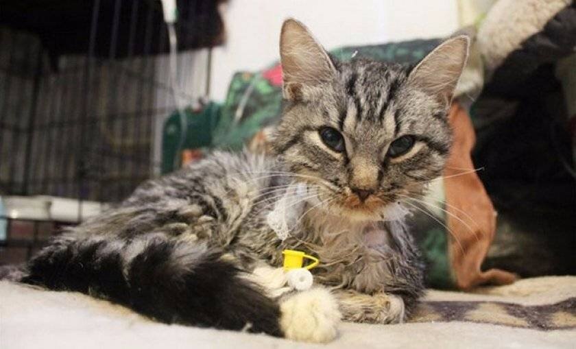 При панлейкопении наблюдается практически полное отсутствие лейкоцитов в крови, это снижает сопротивляемость организма животного любым внешним факторам. В группе риска – котята, но при отсутствии вакцинации симптомы панлейкопении у кошек могут диагностироваться и во взрослом состоянии.