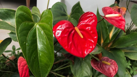    Как заставить цвести антуриум: 3 важных нюанса выращивания "мужского счастья" Татьяна Сидорова
