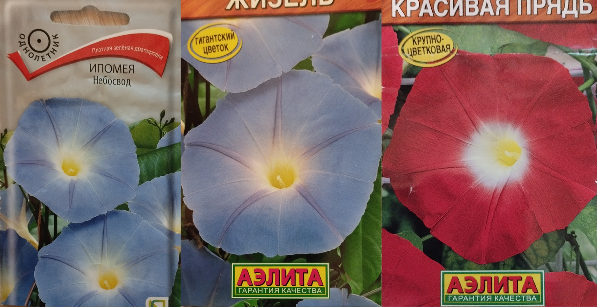 Это всё ипомея триколор? Нет!