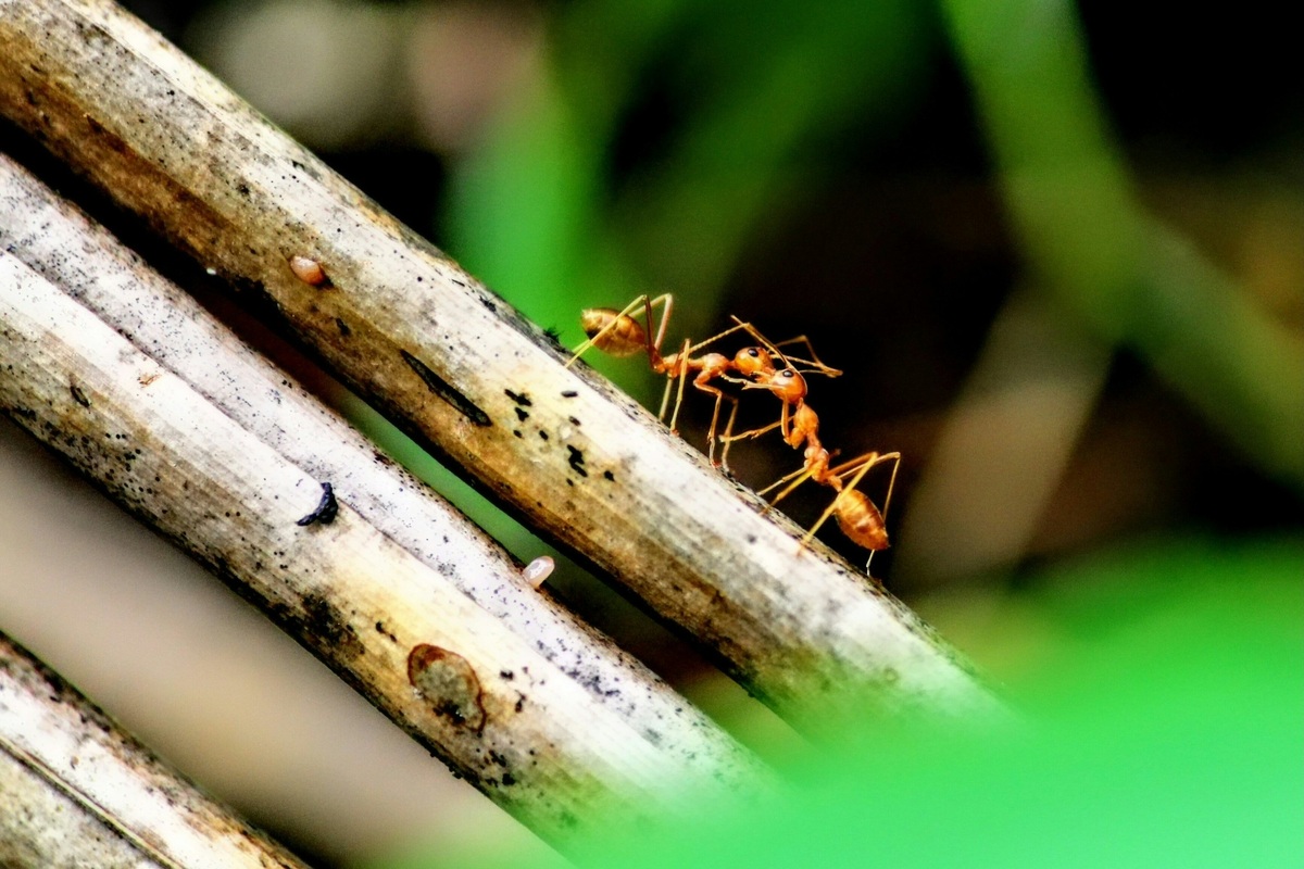     Муравьи помнят своих врагов и затаивают злобу