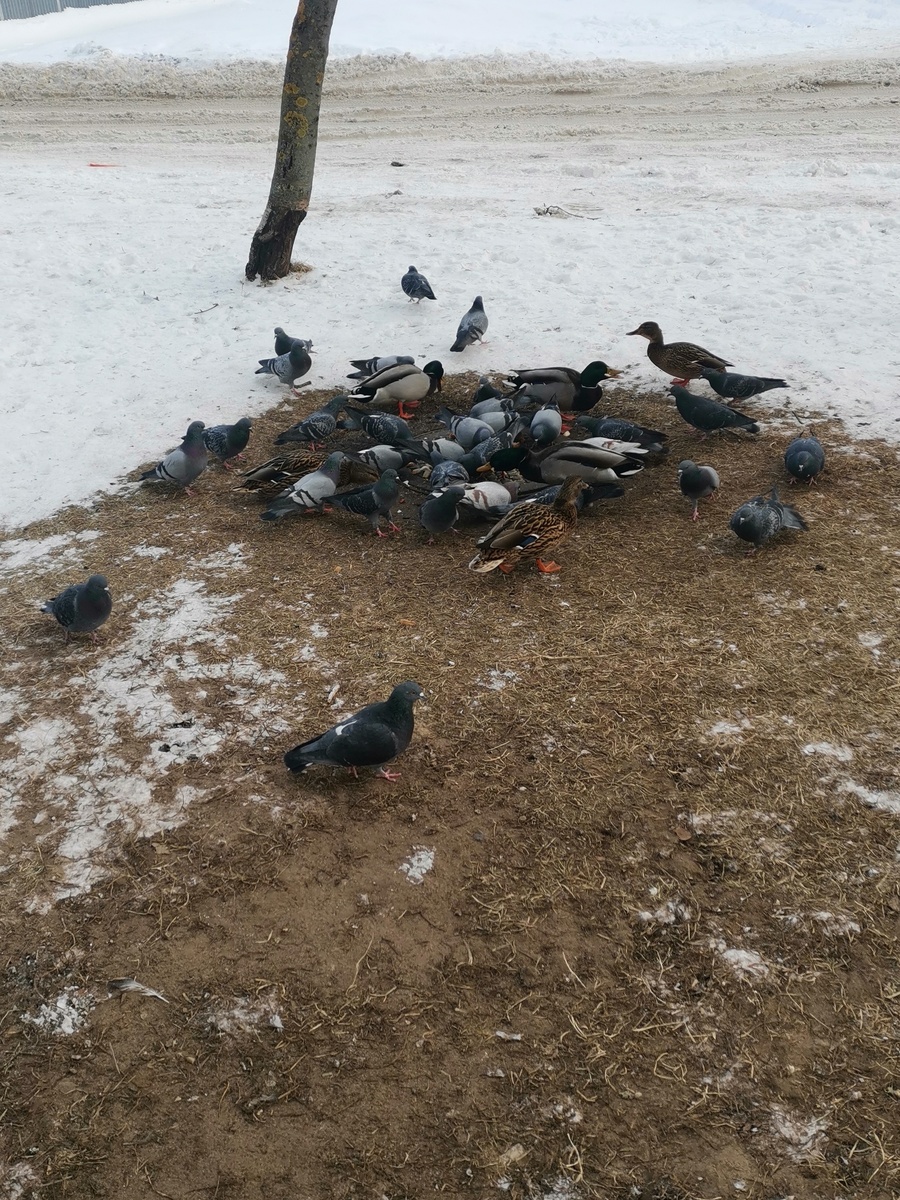 Птичий завтрак.