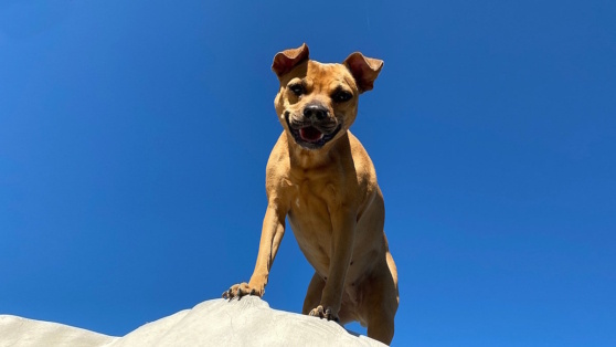    Как работает теория доминирования у собак: мифы о поведении и воспитании питомца Роман Захаров