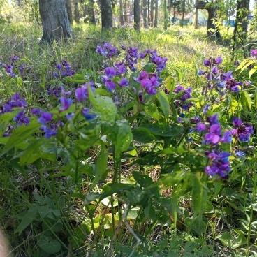 Лесные весенние цветы. Фото автора.