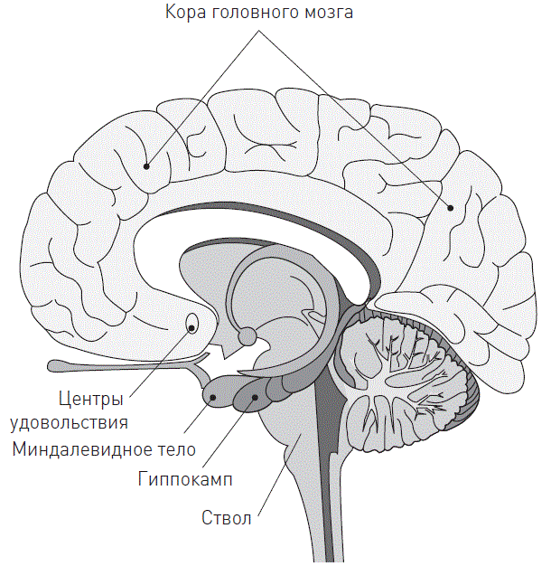 У. Бернстайн