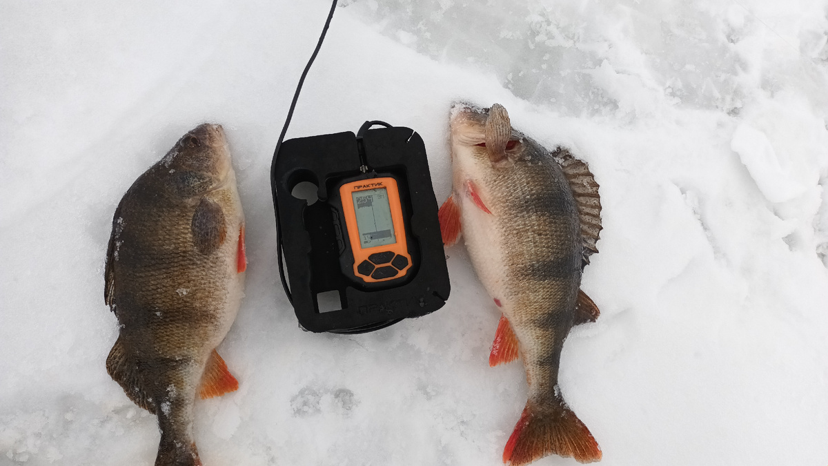 окуняры. фото рыбалка в поволжье. дзен канал