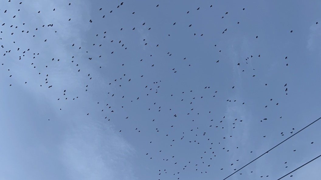    Фото: Царьград