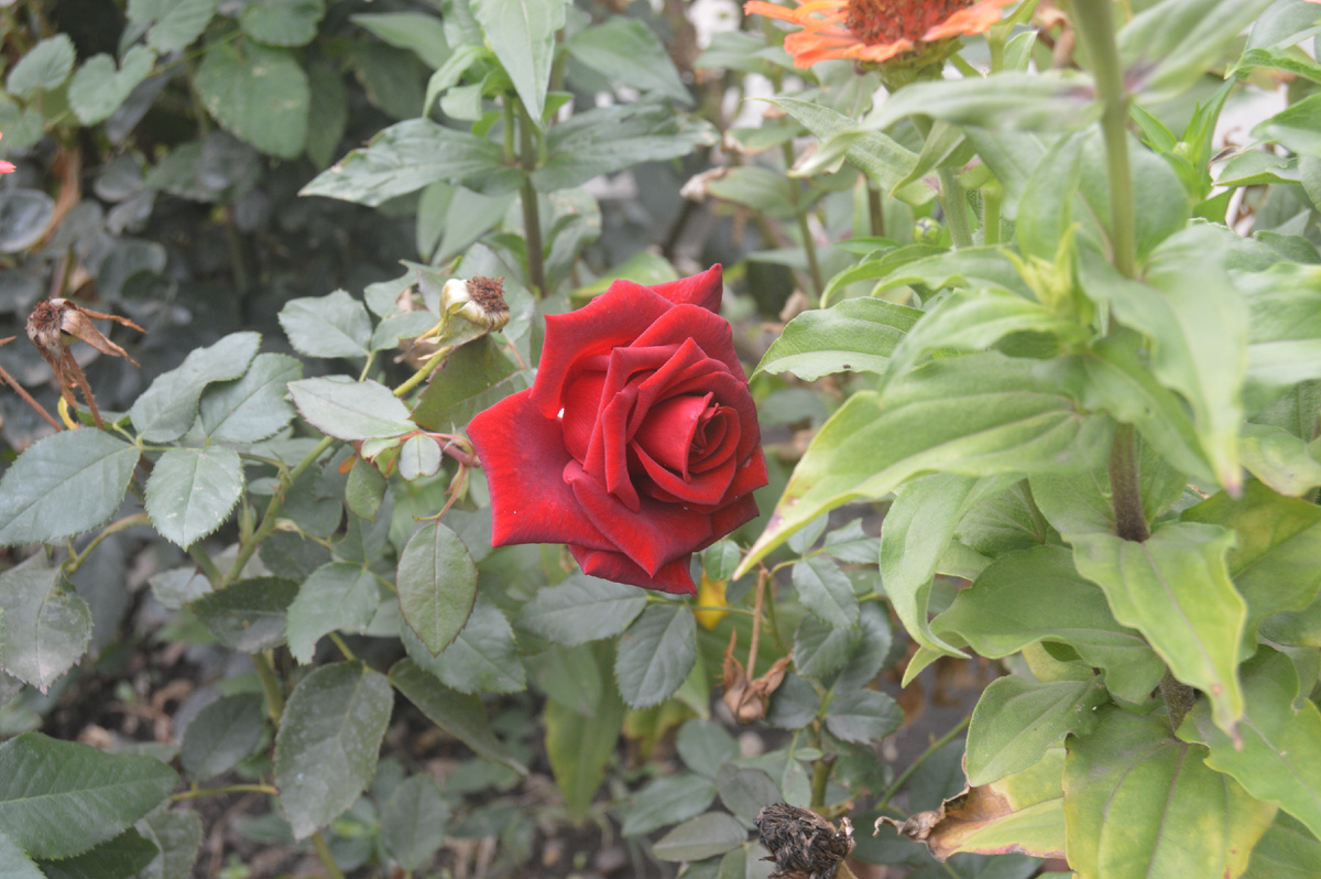 Фото автора. Осенняя роза 2024.