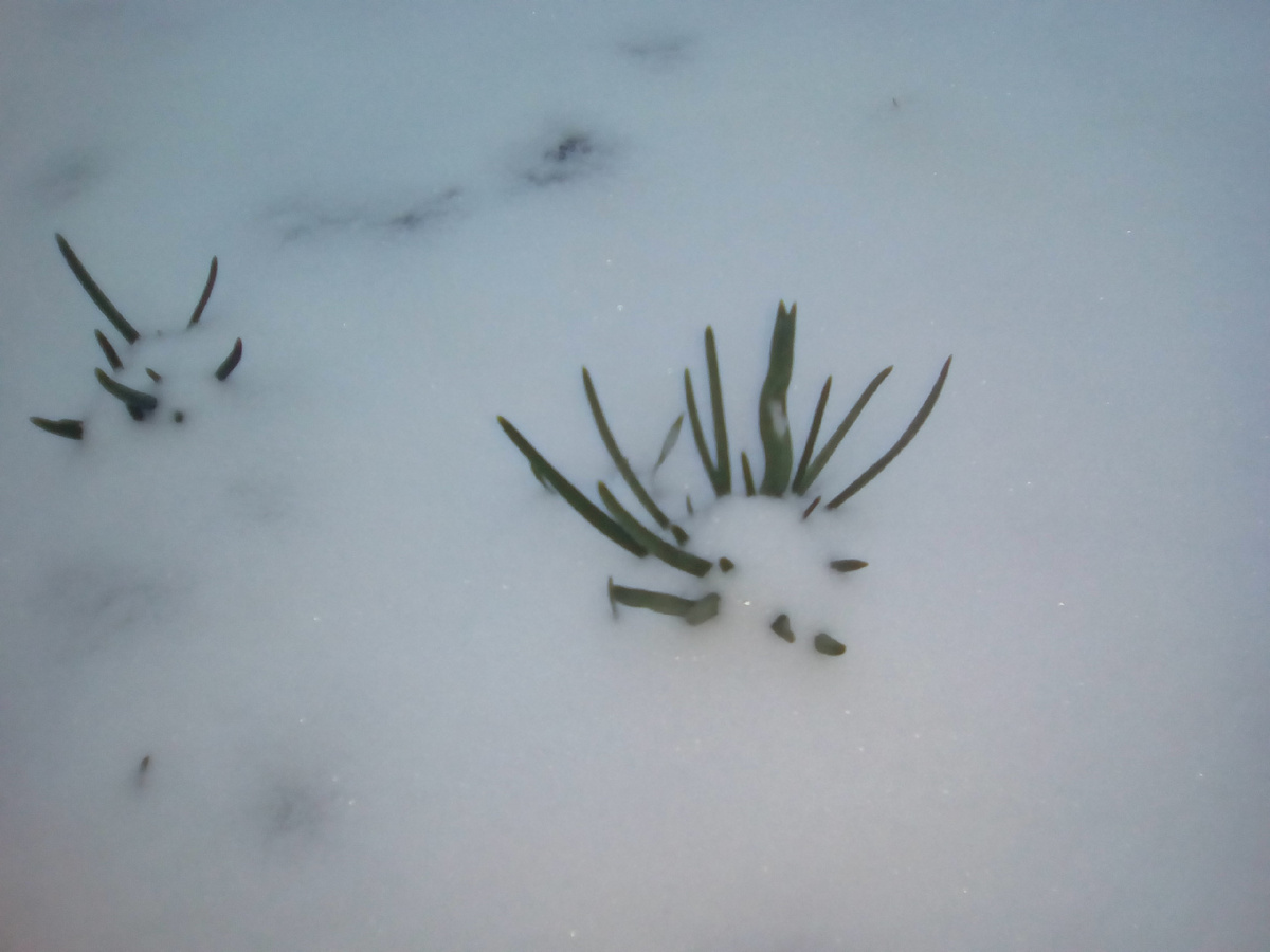 Фото автора. Два одиночества засыпанные снегом.
