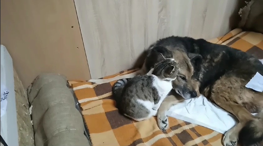 Песик инвалид живёт в холодном сарае с бездомный кошкой и её котятами