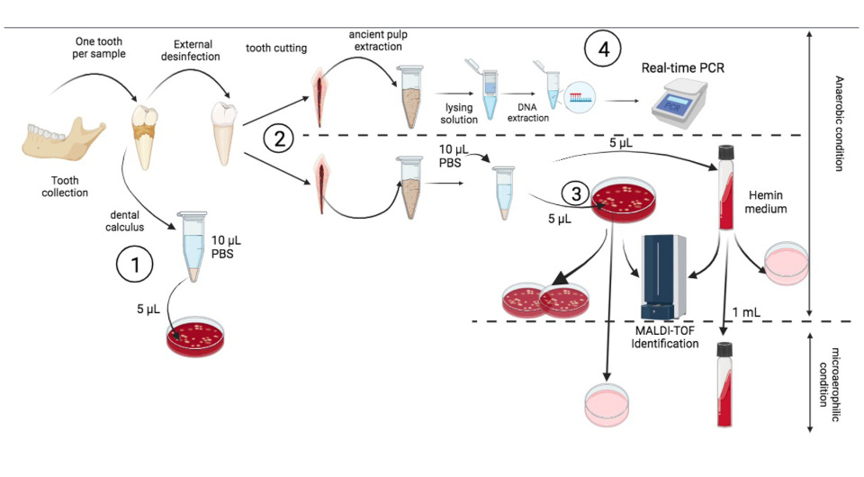   Mahmoud Boualam et al. / Current Research in Microbial Sciences, 2025