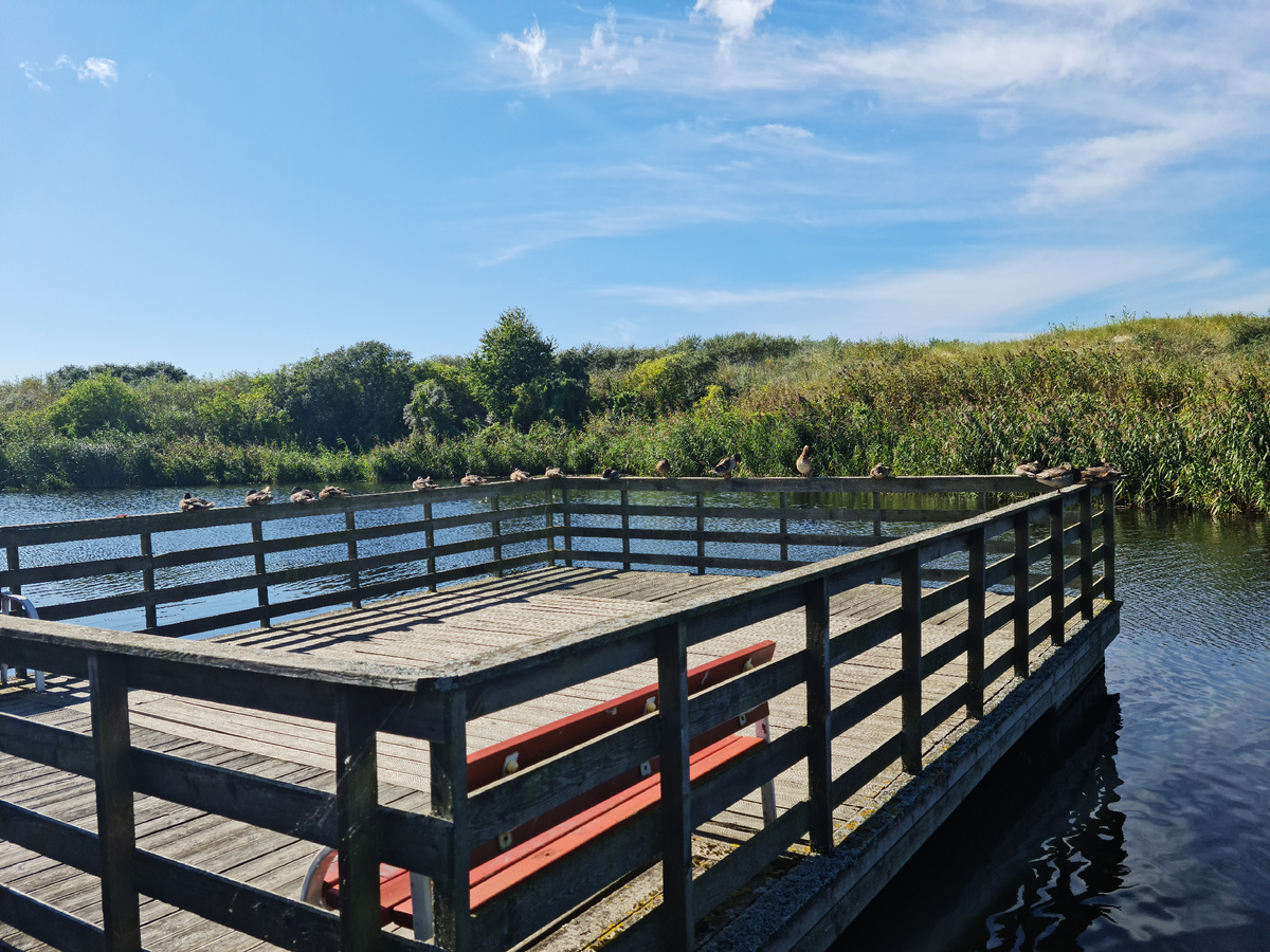 Ответвление променада с отдыхающими уточками. На контакт отказываются идти, минируют путь при отходе