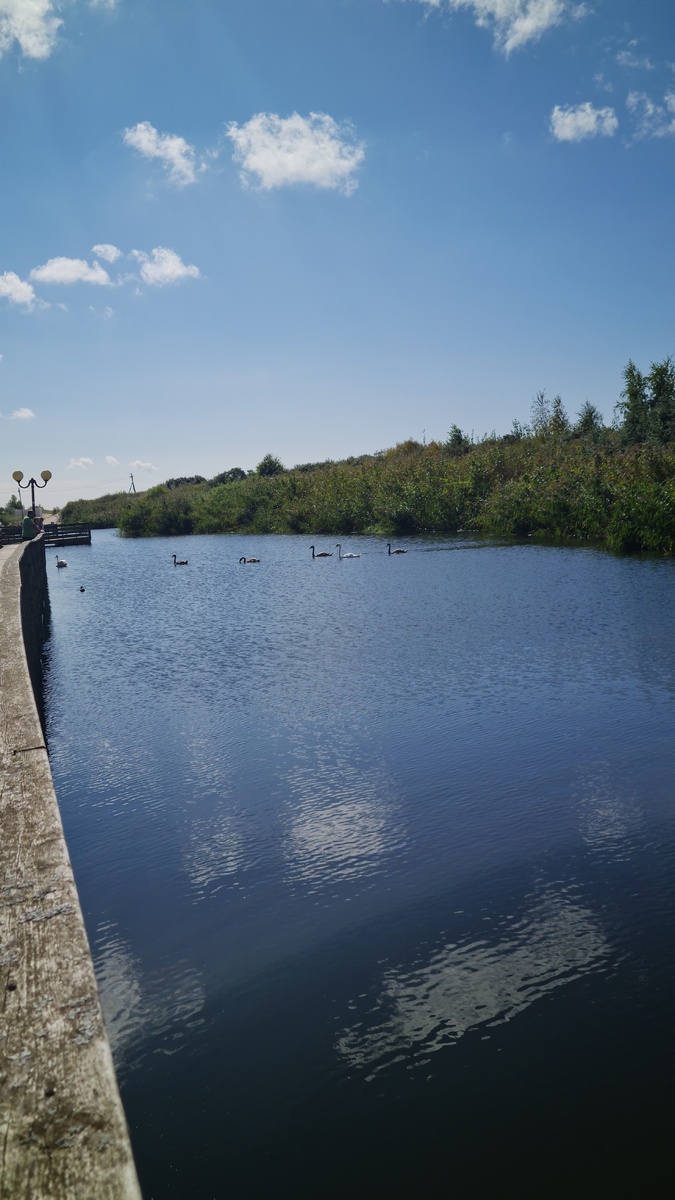 Мамка и папка лебедь выводят детей на прогулку