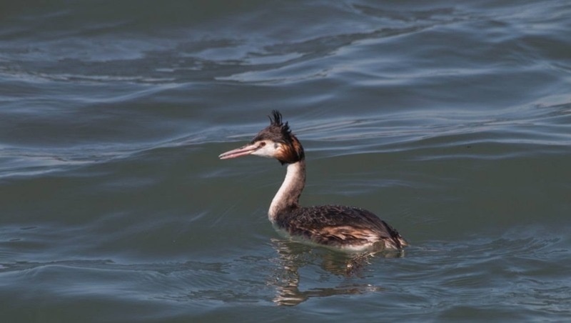      Фото: Telegram-канал Государственного природного заповедника «Утриш»