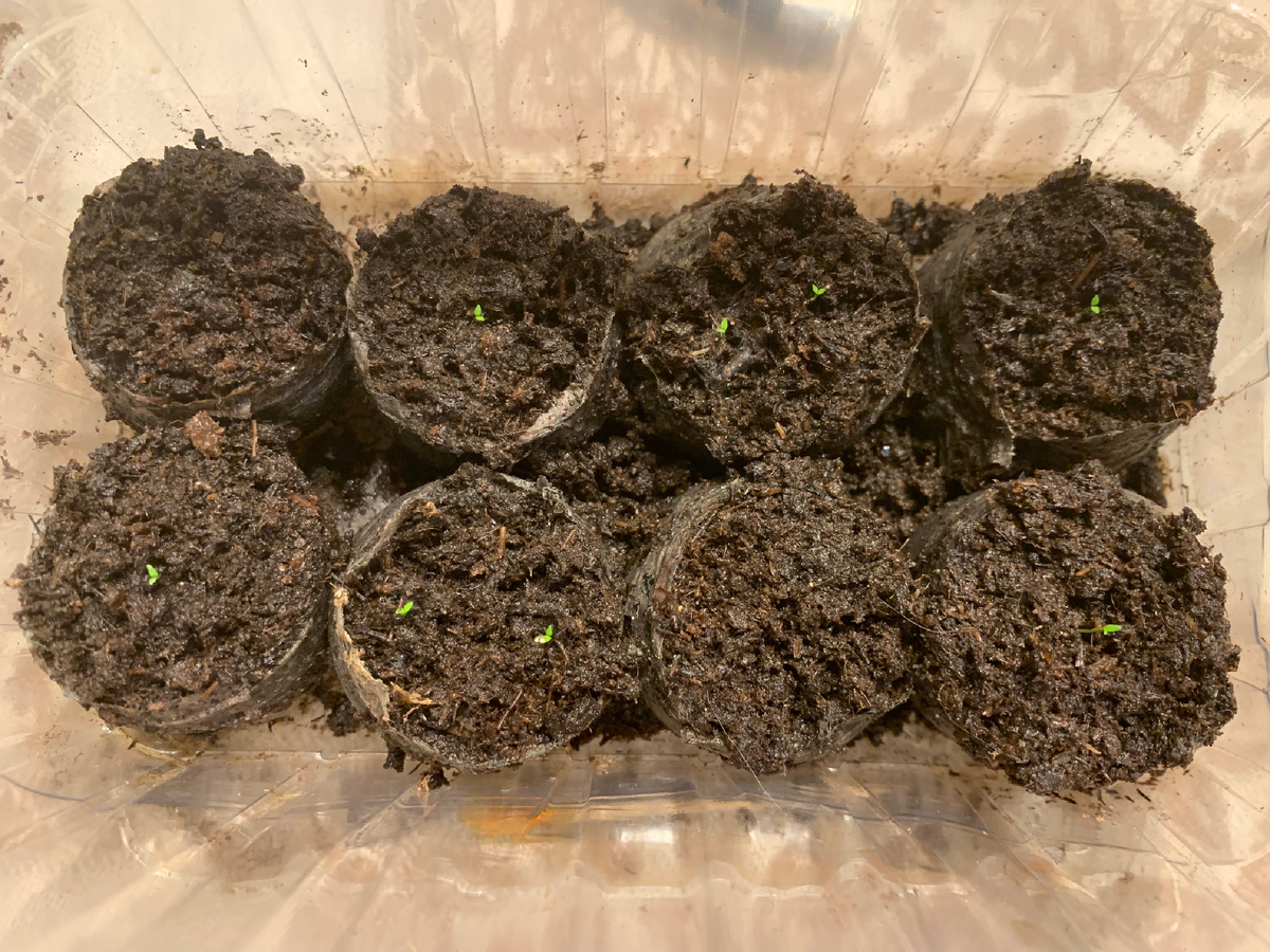 Всходам 13 дней