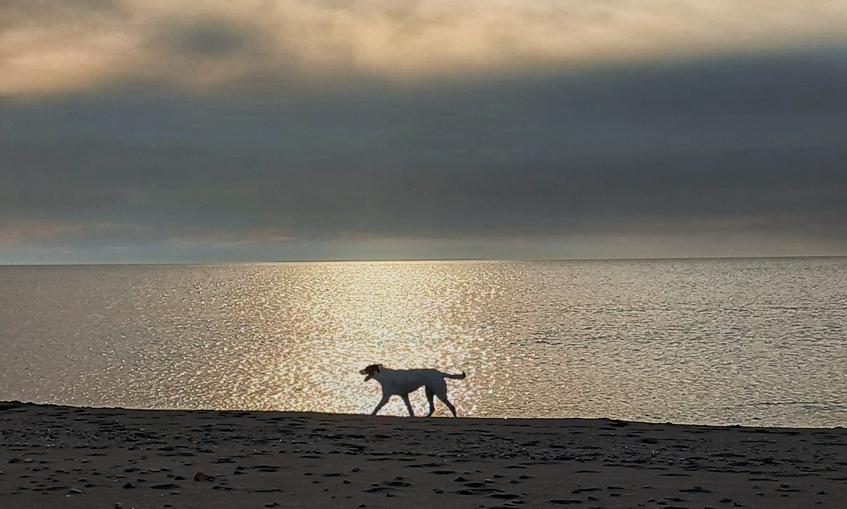 Чёрное море.  Собака. Закат. Грузия 