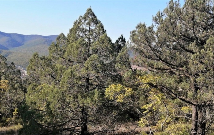    администрация Краснодарского края