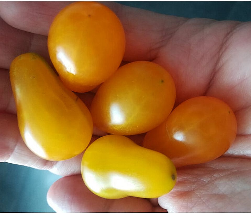 У меня "Ильди" вырастают в форме маленьких жёлтых лампочек