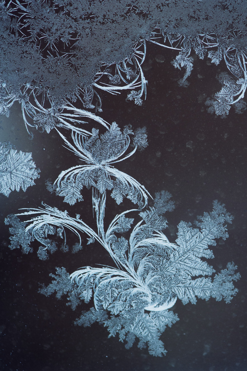 Это явно цветок 