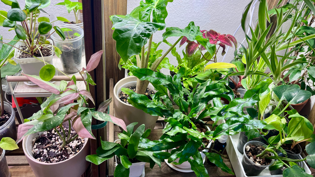 Немного моей домашней зелени.