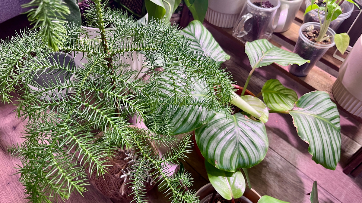 Орбифолия, араукария в кокедаме - меня уже ничего не испугает, хочется только пополнять коллекцию более сложными растениями.