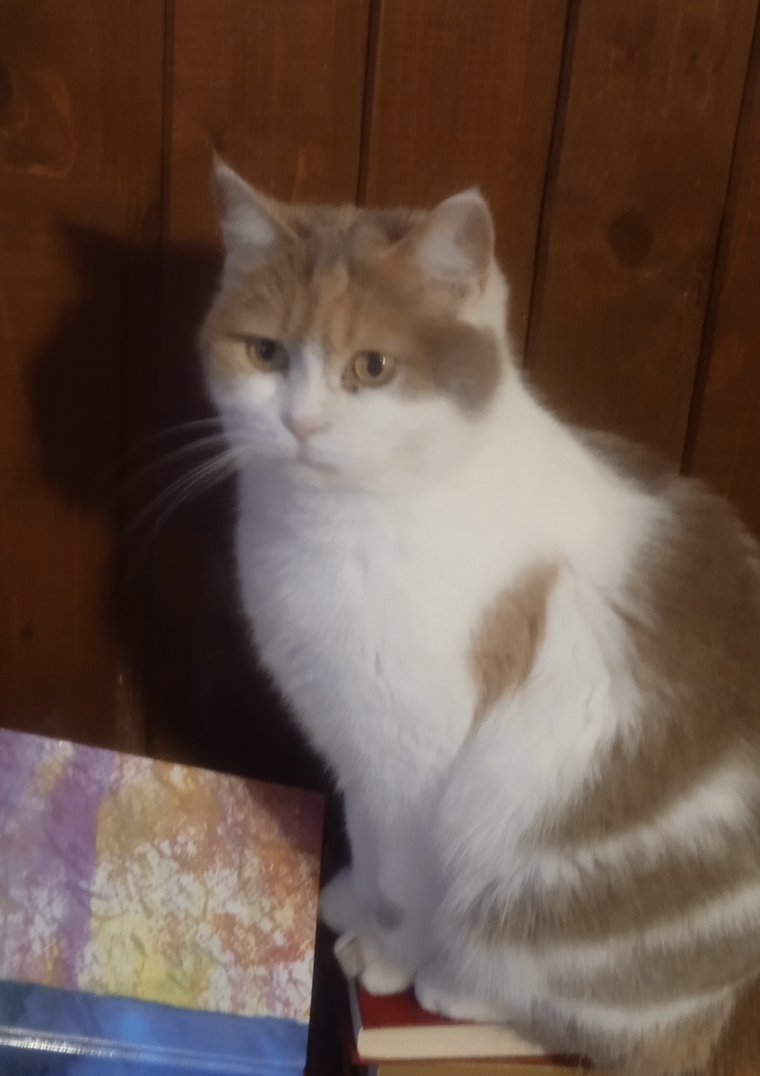 Бубесенька: "Посмотреть, что ли, альбом с фотографиями?"