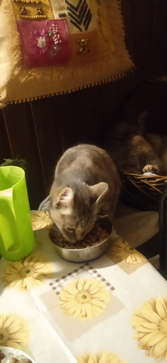 Ксюша: "Я поем пока..." 