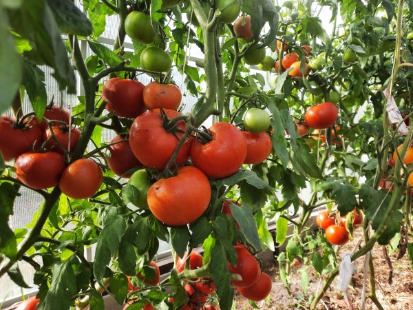 Формирование томатов. Часть первая - формируем индетерминантные и черри