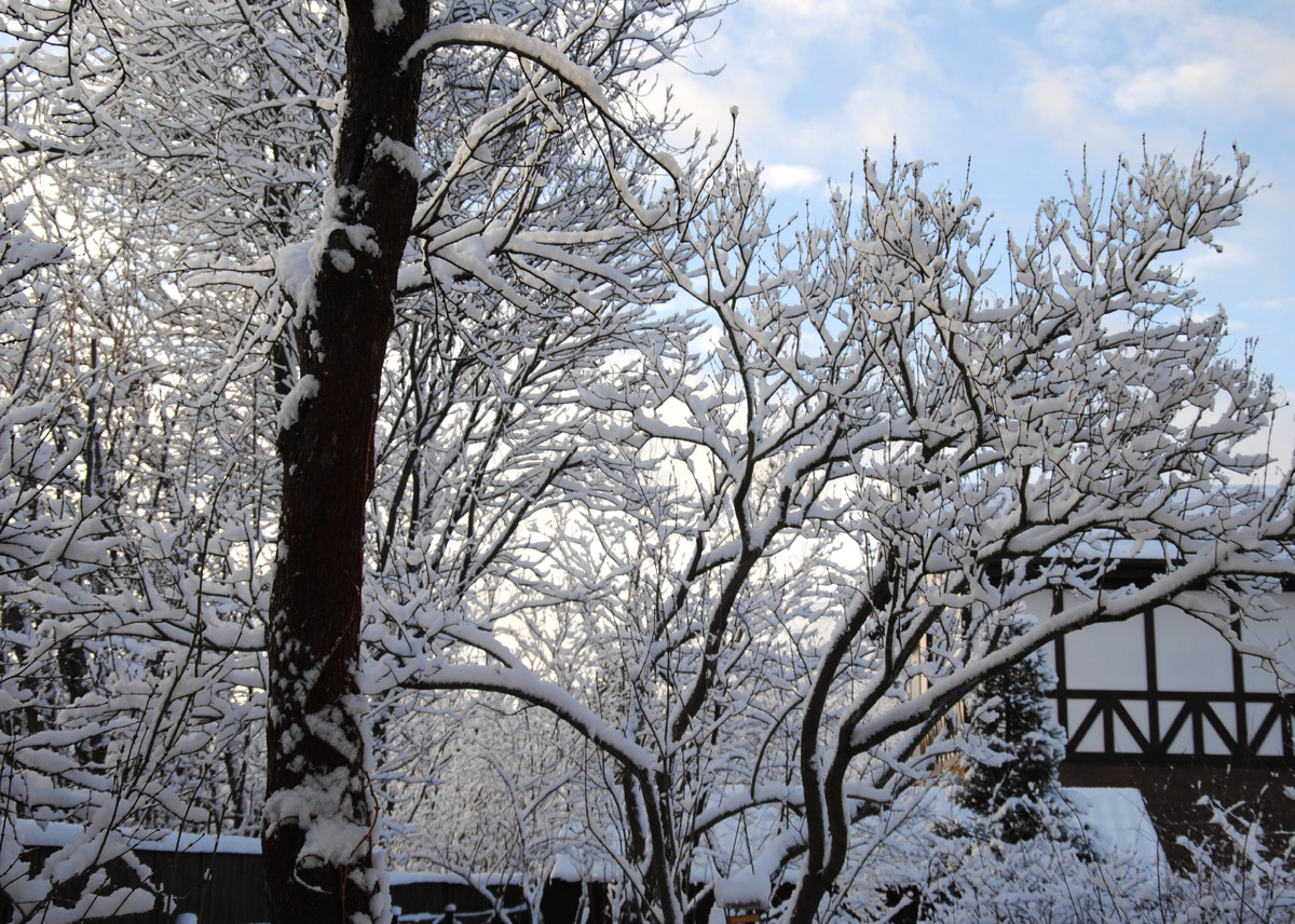 Мой сад, 31.12.24