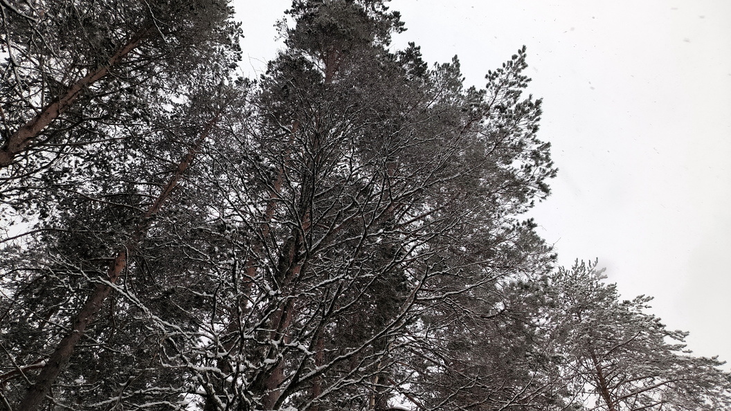    Фото: Maksim Konstantinov/Globallookpress