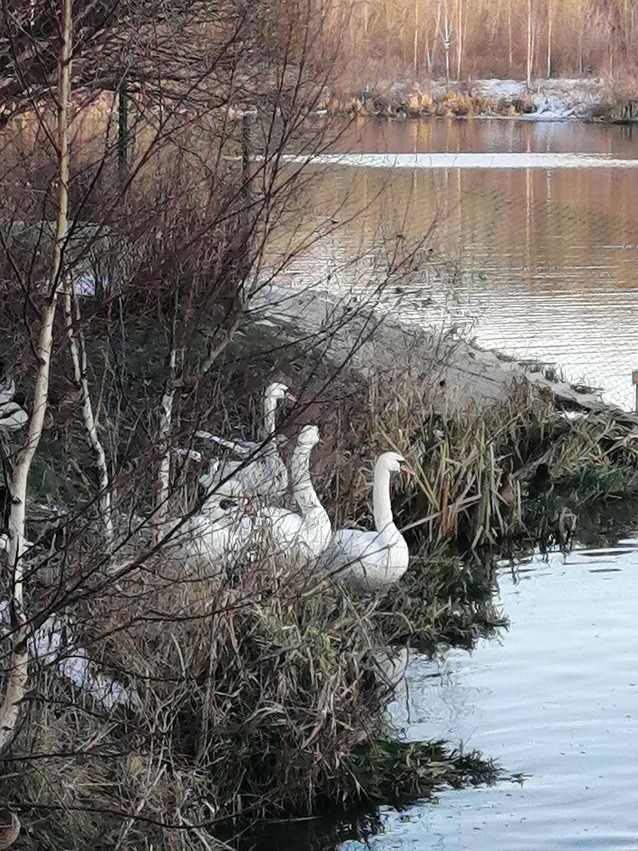 Лебеди в нашем парке. 