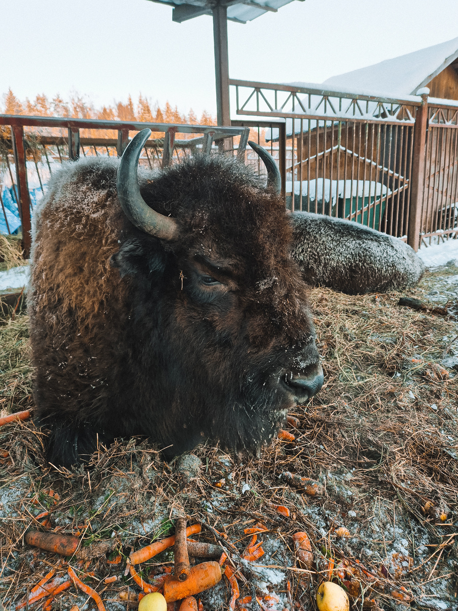 Ну красавец же.