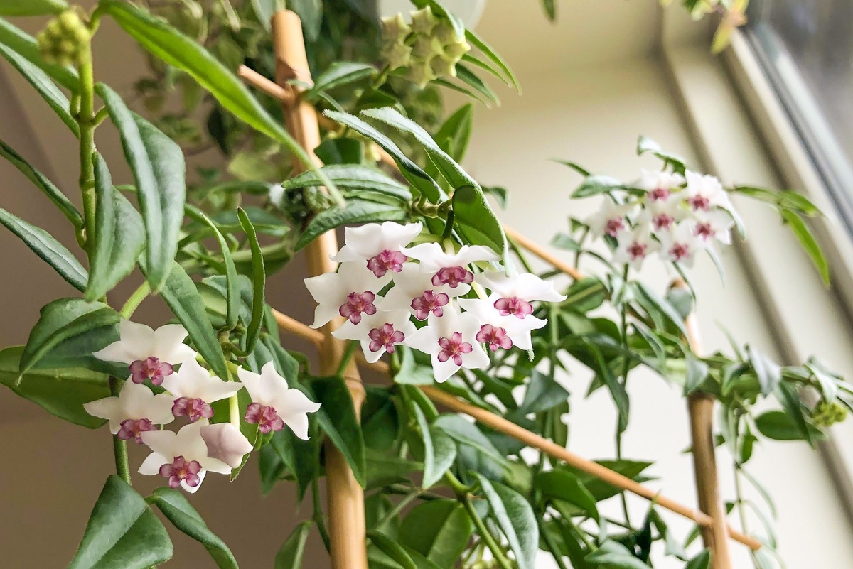     Как заставить хойю цвести: вот один простой приём по уходу