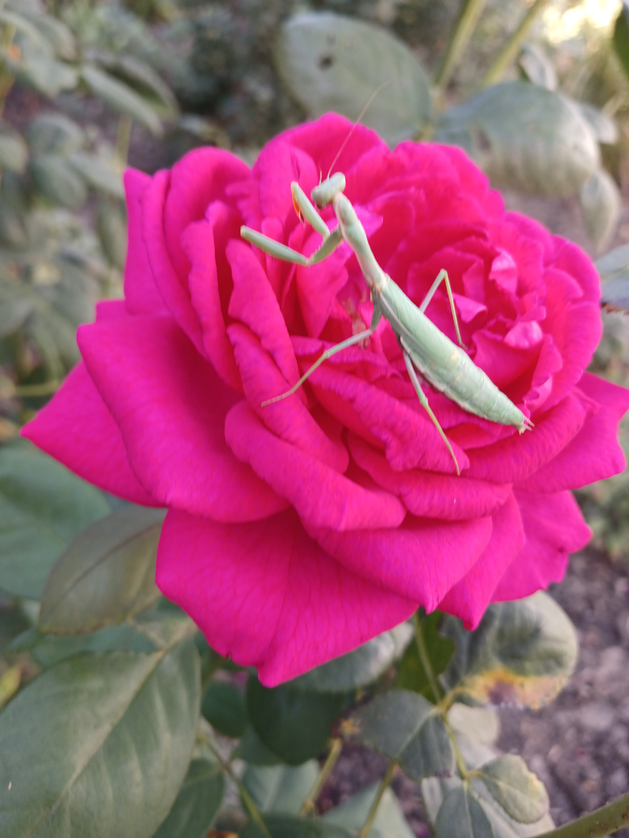 Мой домашний питомец