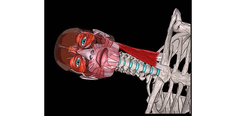 Наклоняет голову в свою сторону