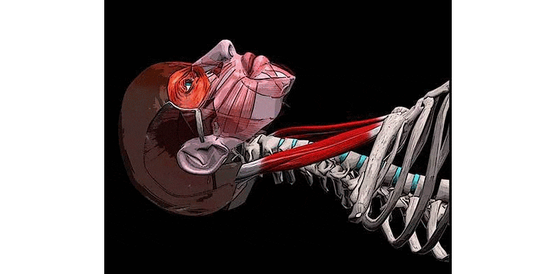 При двустороннем сокращении запрокидывает голову