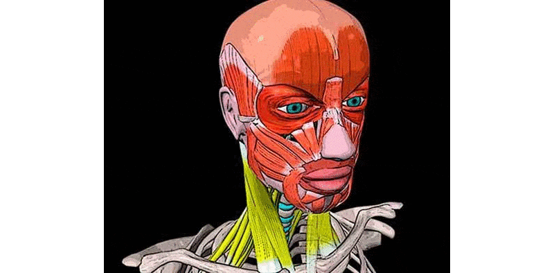 Работа мышц шеи