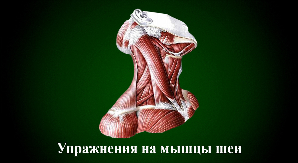 Упражнения на мышцы шеи