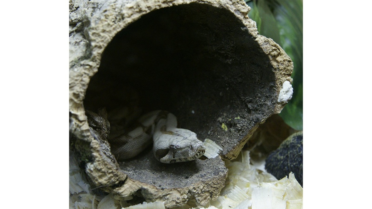    Императорский удав обыкновенный (Boa constrictor imperator)