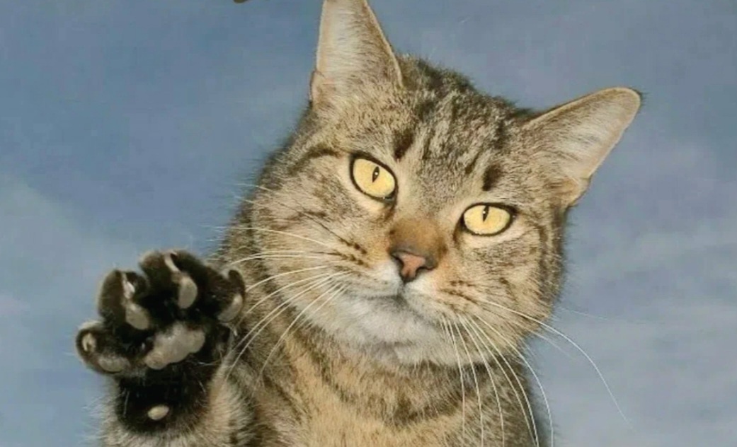 Всем привет! Вещать вам будет кот Васька ->->->