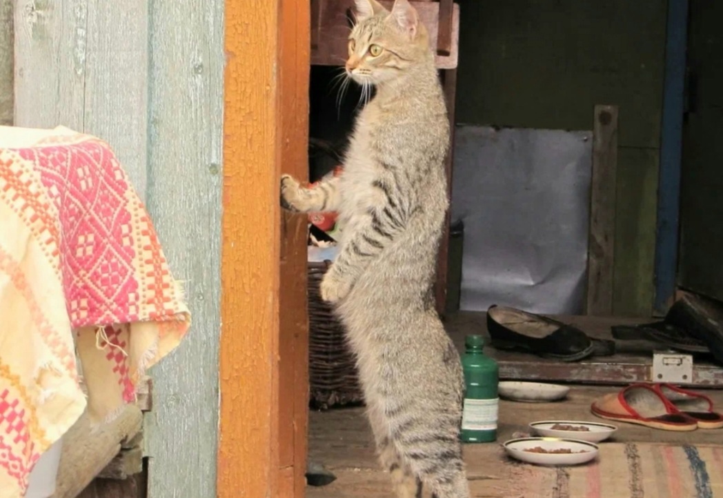 Оооо, идут! ->->->