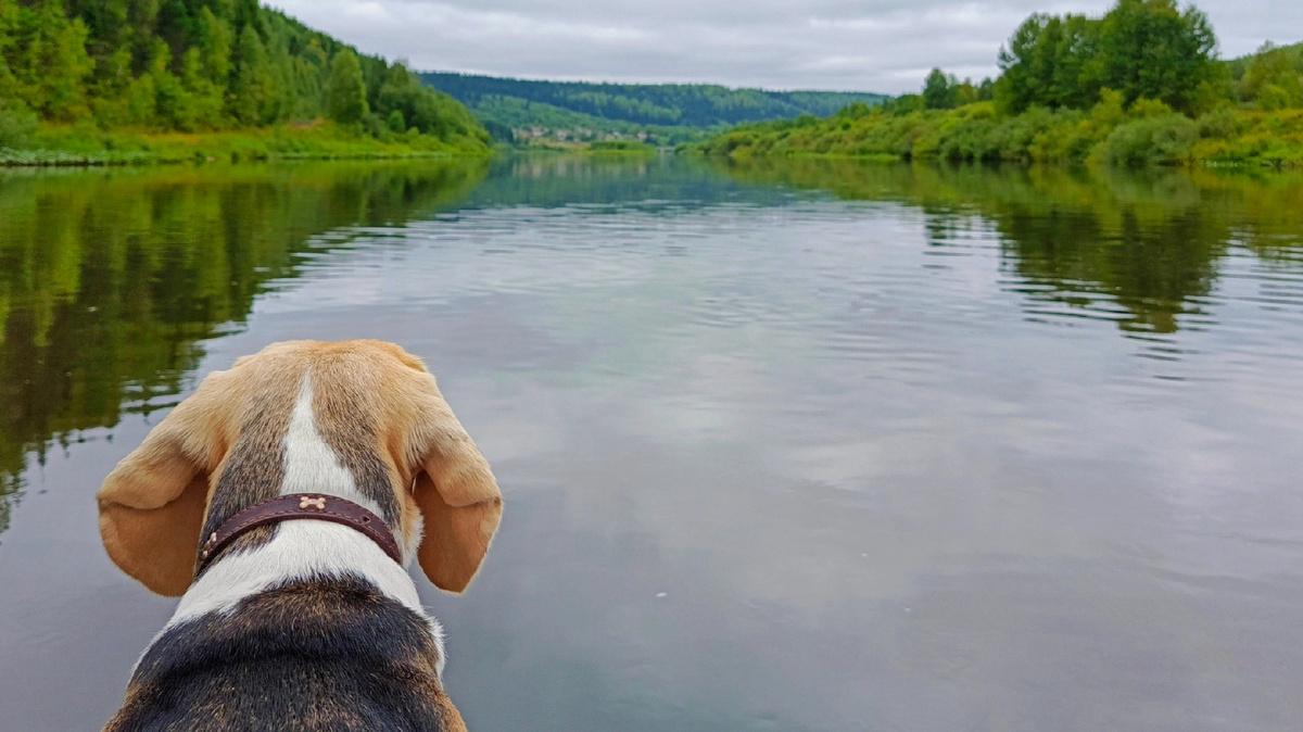 Вид на поселок с реки. Красота вокруг