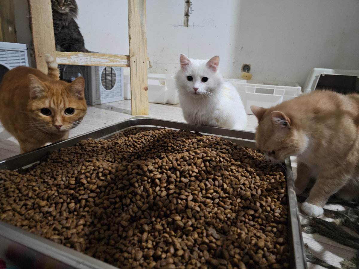 Котики приюта, часть из 150...