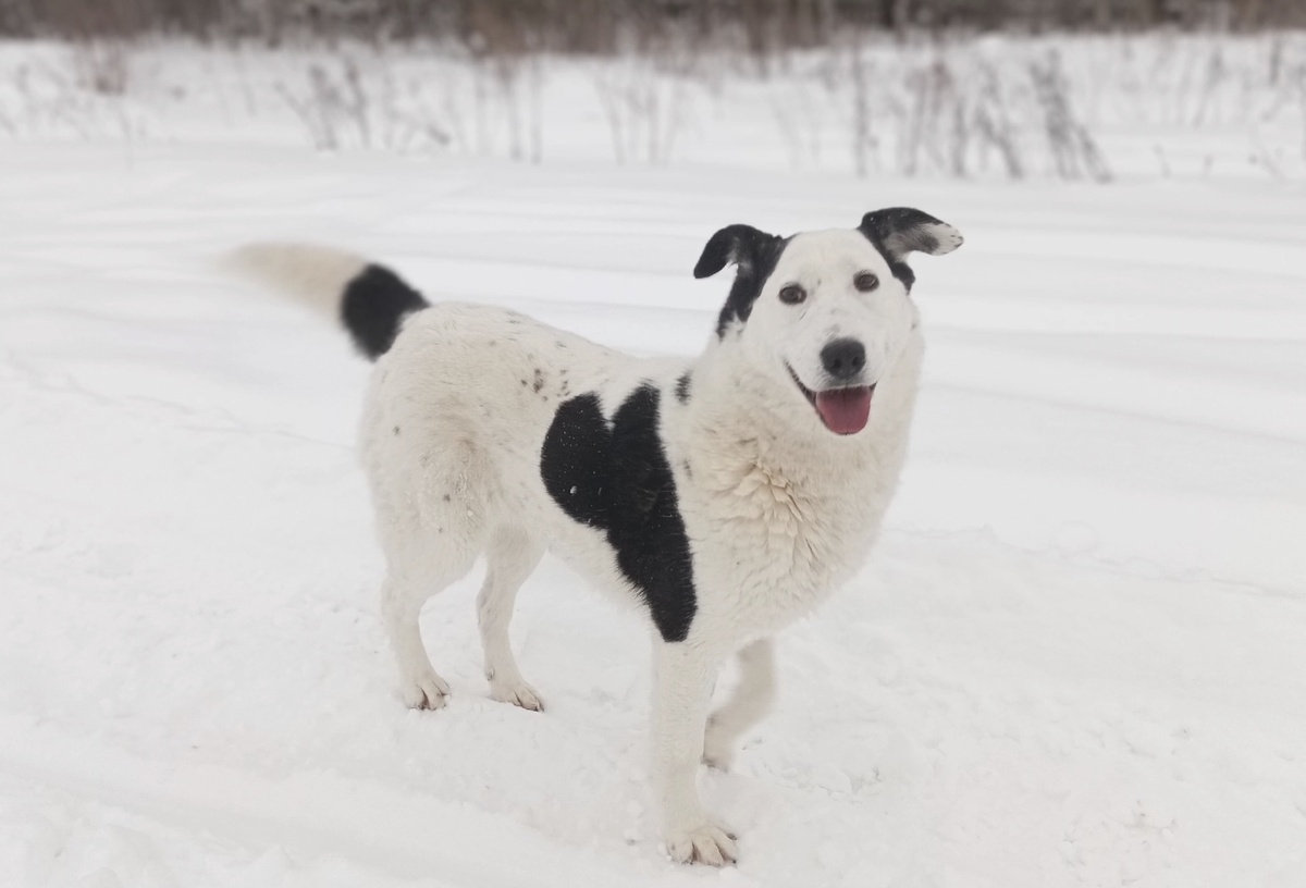 "Здравствуйте! Я- Белочка!"
