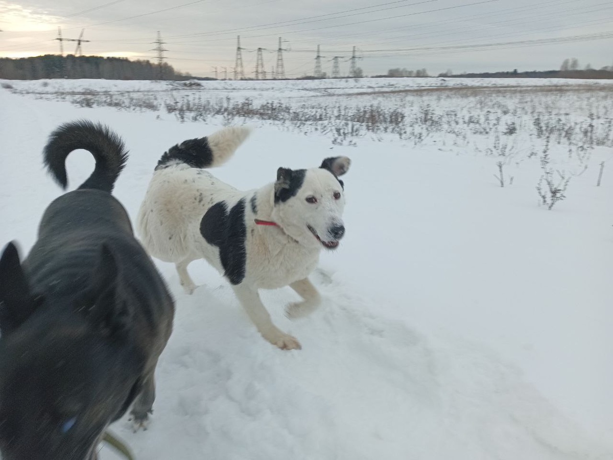 Парящая над землёй .