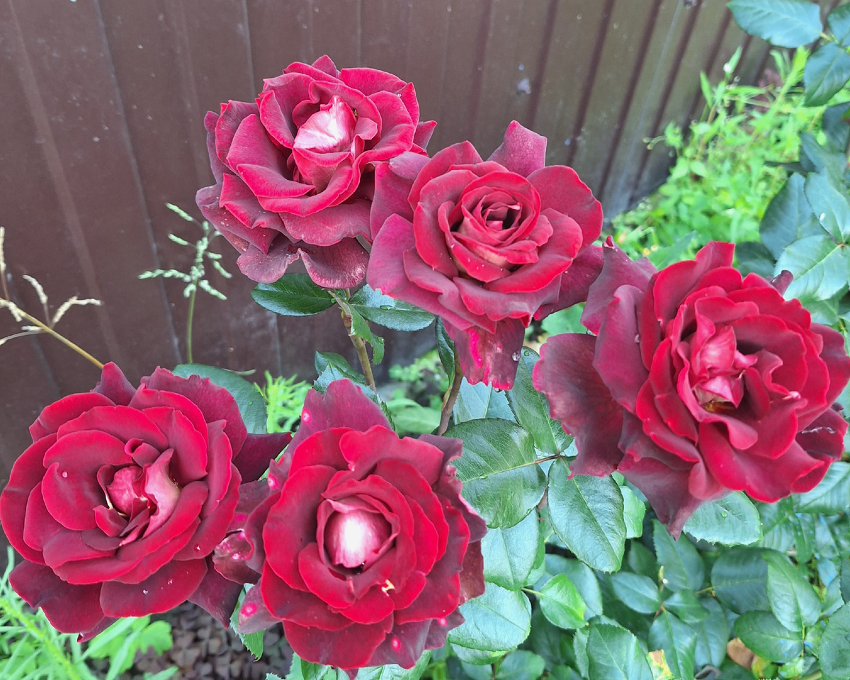 Эдди Митчелл. Фото автора 