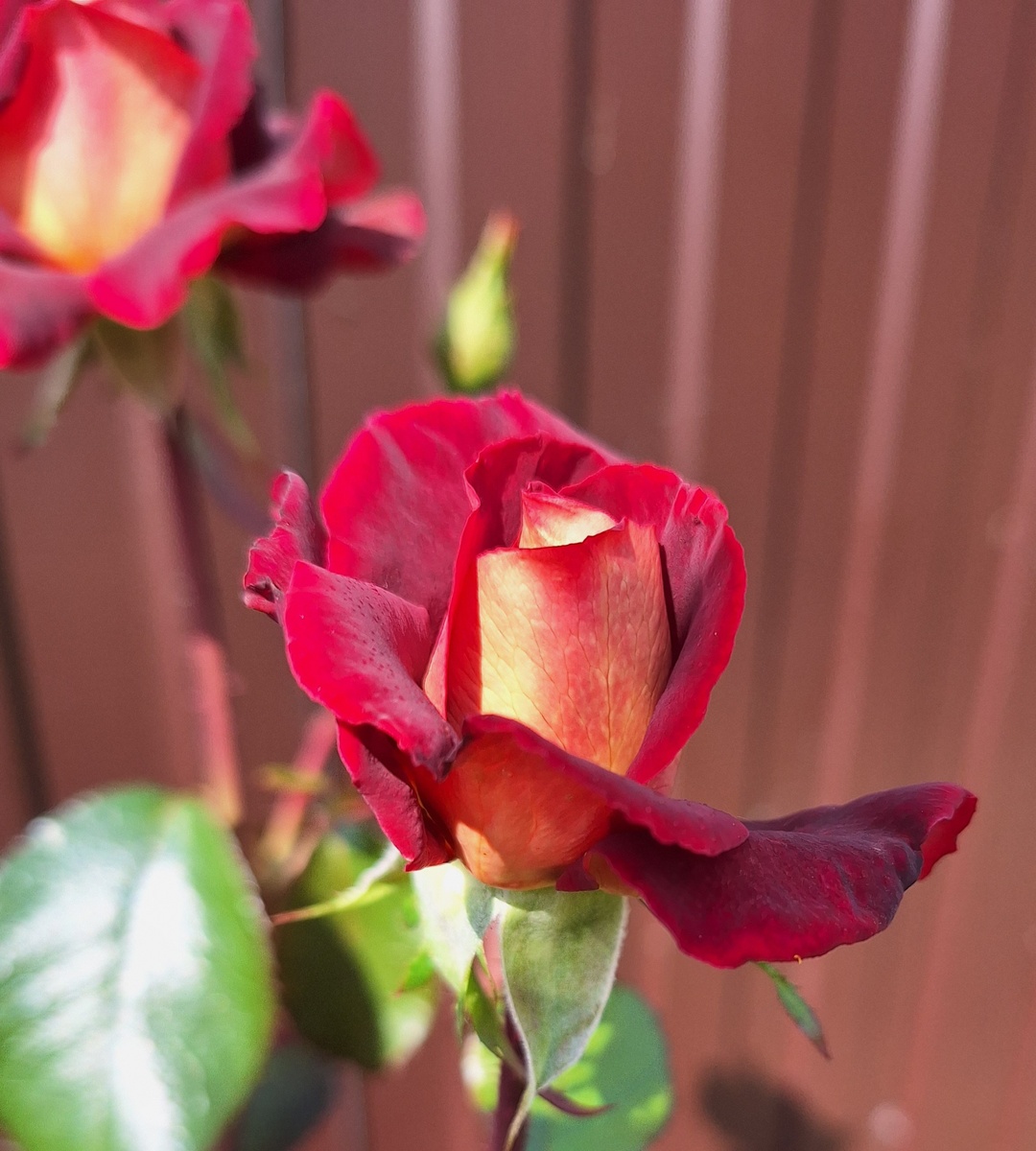 Эдди Митчелл. Фото автора 