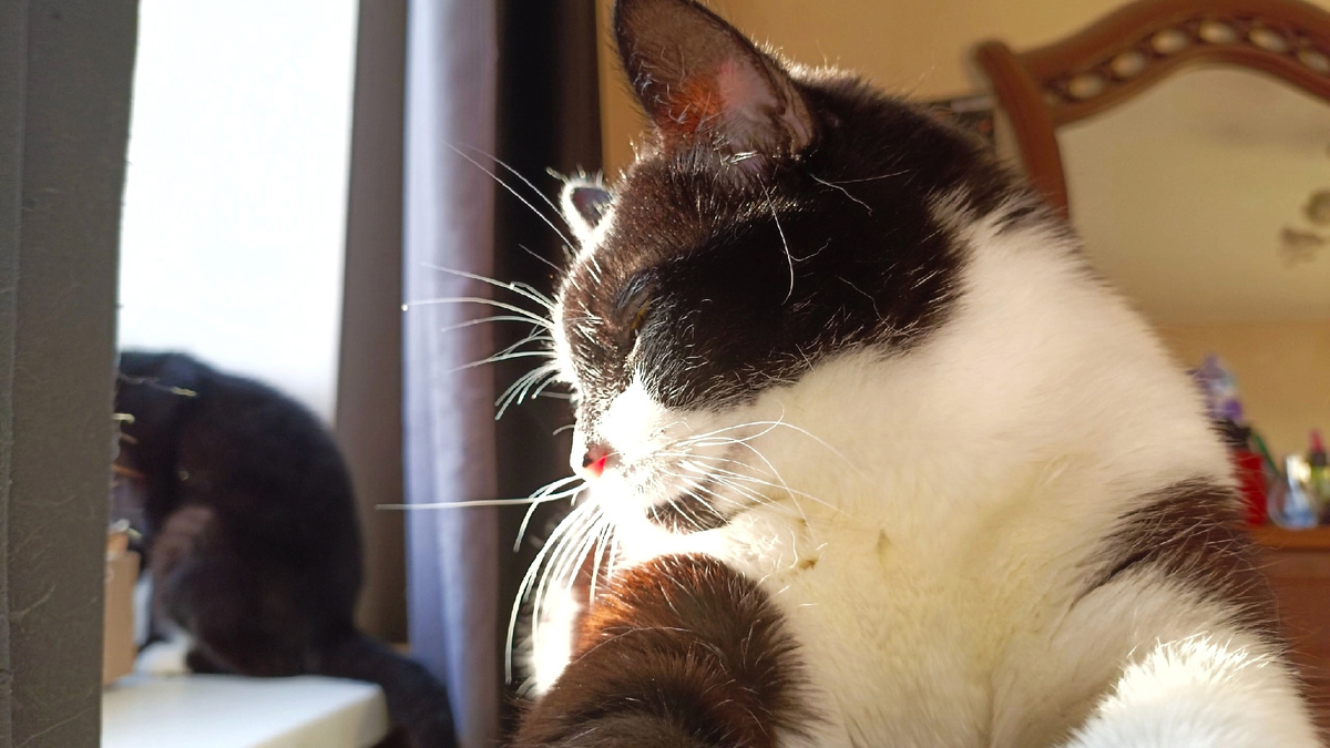 Лучше ощущать себя котиком, подставившим мордочку солнцу