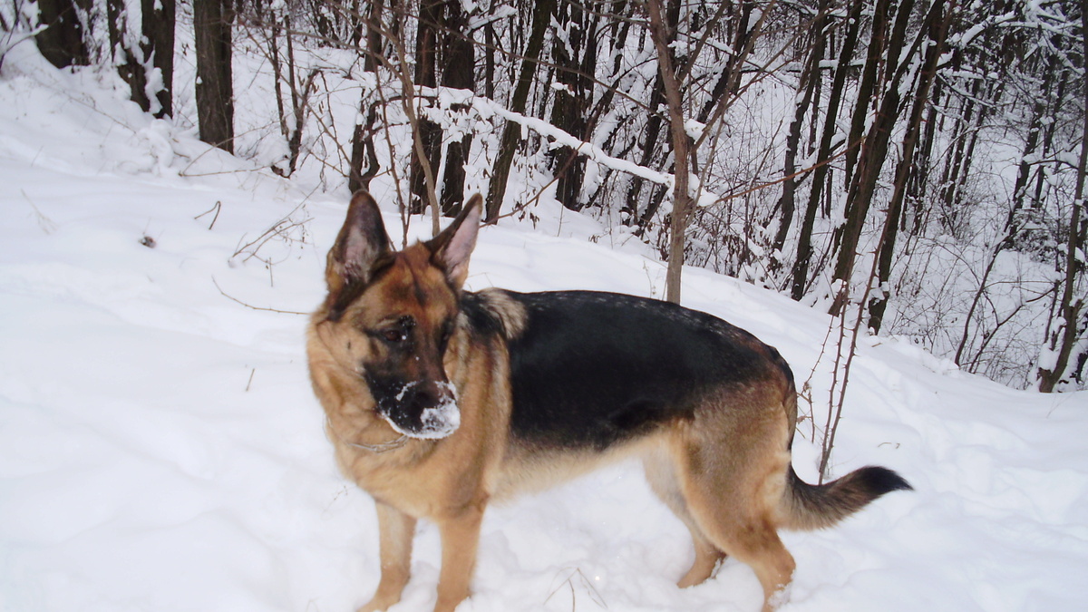 Тигра, фото автора